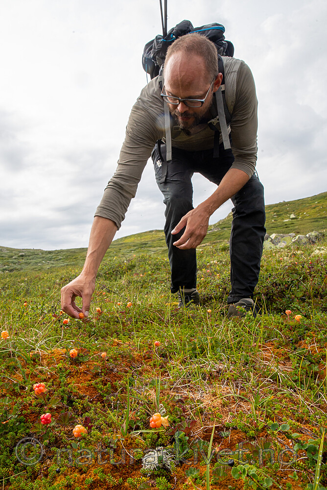 SIG_2767 / Rubus chamaemorus / Molte