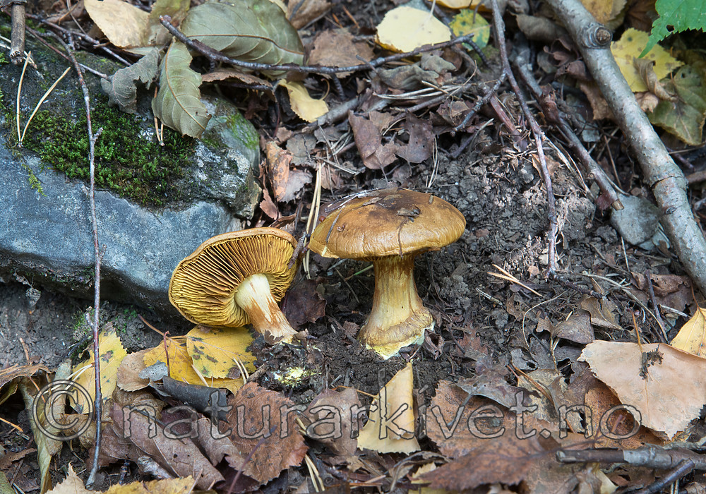 SIG_2776 / Cortinarius meinhardii / Kanarigul slørsopp