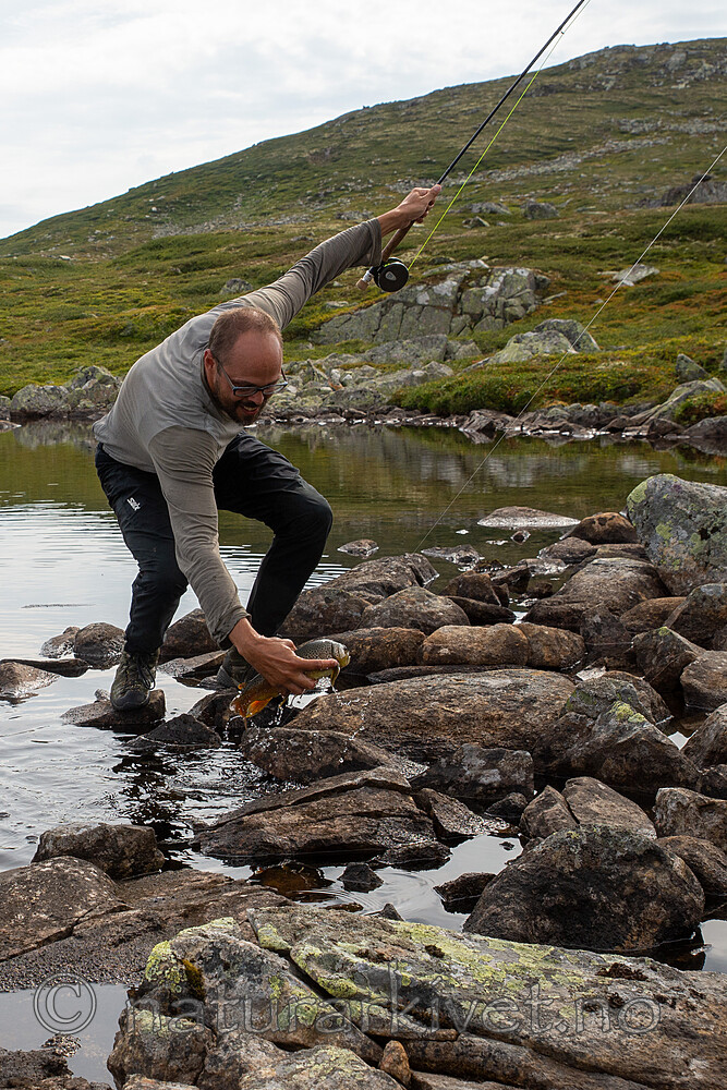 SIG_2795 / Salmo trutta / ørret