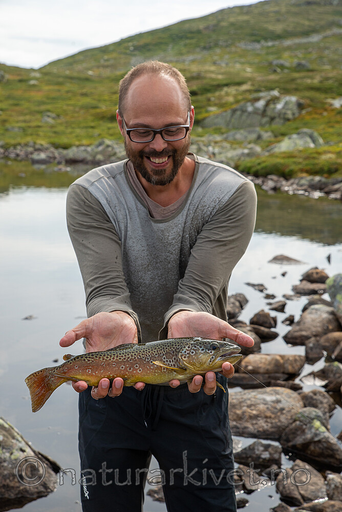 SIG_2810 / Salmo trutta / ørret