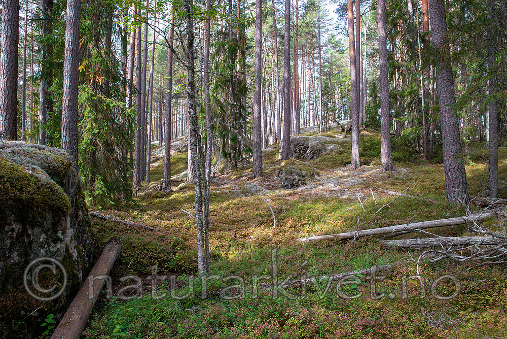 SIG_3018