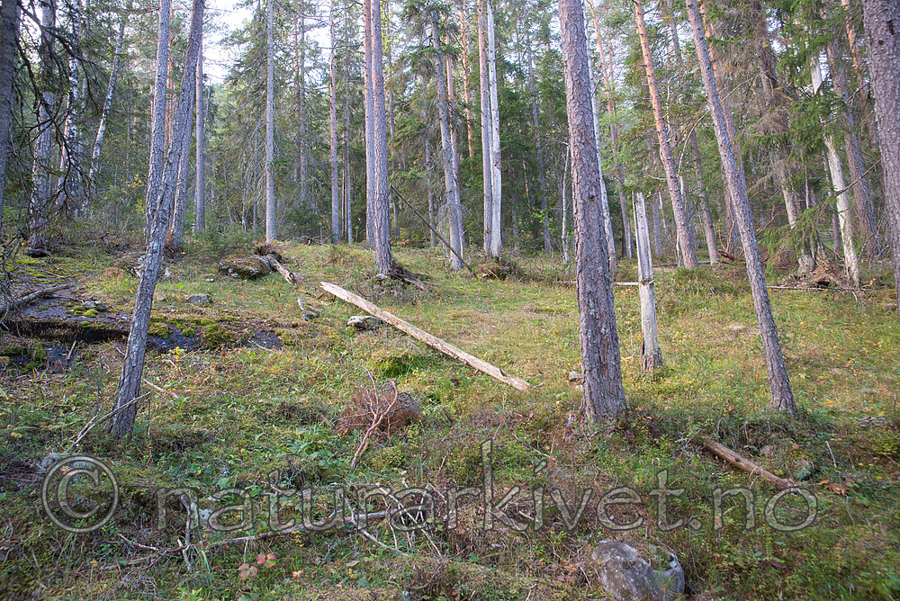 SIG_3030