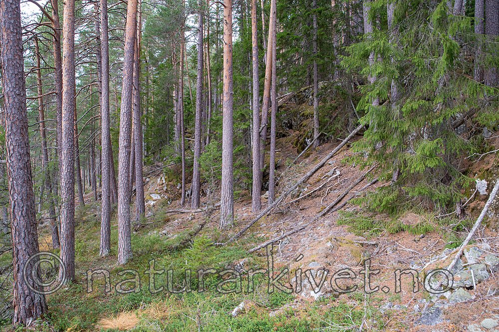 SIG_3141
