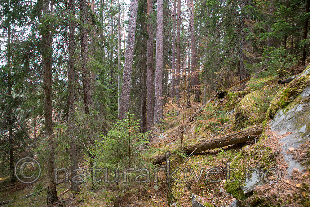 SIG_3167