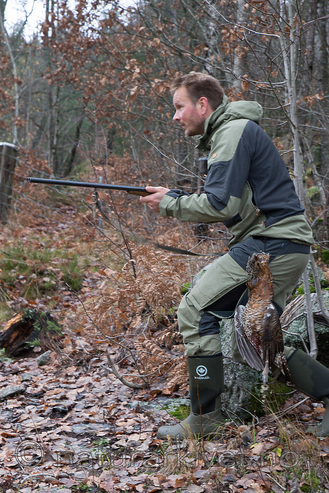 SIG_3199 / Tetrao urogallus / Storfugl