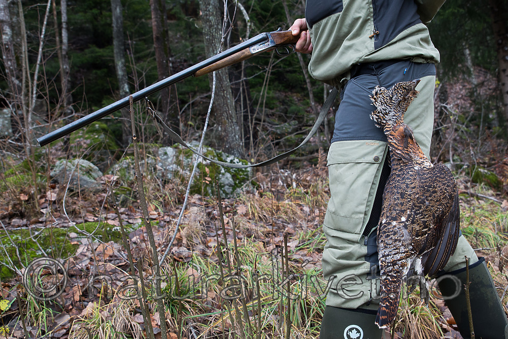 SIG_3201 / Tetrao urogallus / Storfugl