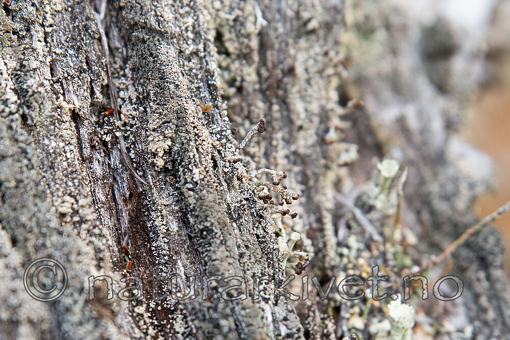 SIG_3212 / Cladonia parasitica / Furuskjell