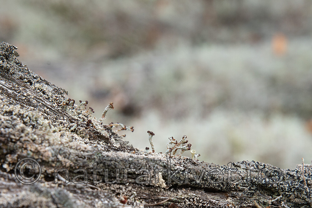 SIG_3236 / Cladonia parasitica / Furuskjell