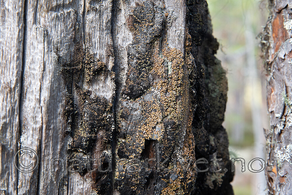 SIG_3248 / Carbonicola anthracophila / Lys brannstubbelav