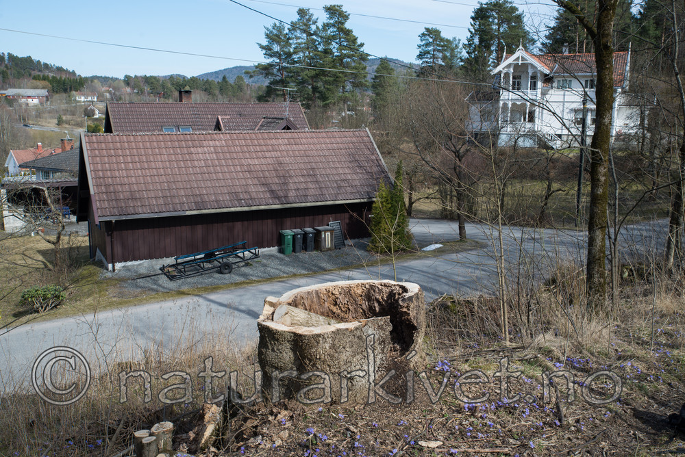 SIG_3478 / Fraxinus excelsior / Ask