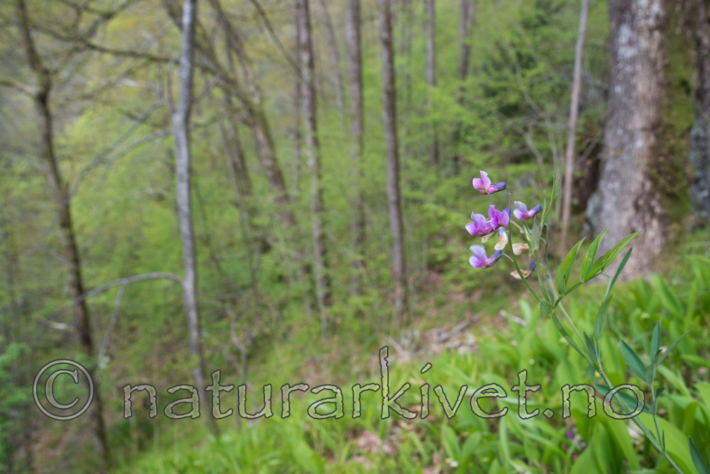SIG_3629 / Lathyrus linifolius / Knollerteknapp