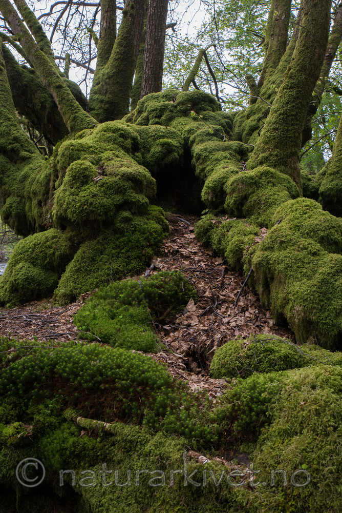 SIG_3675 / Tilia cordata / Lind