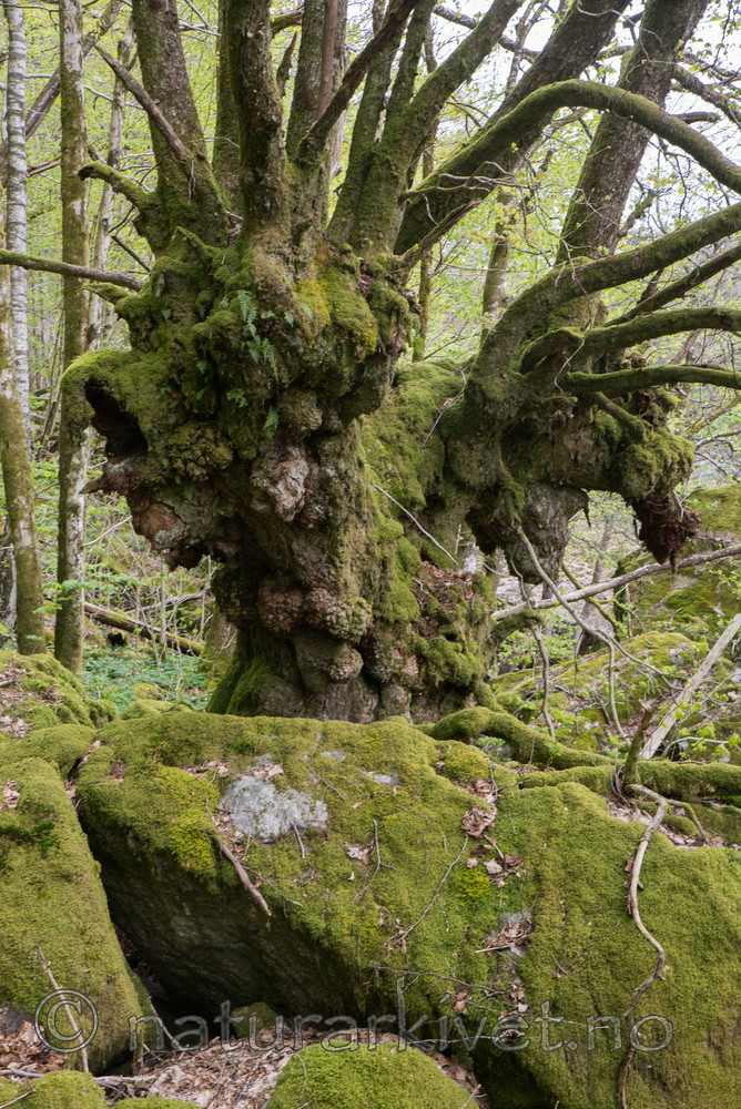 SIG_3677 / Tilia cordata / Lind