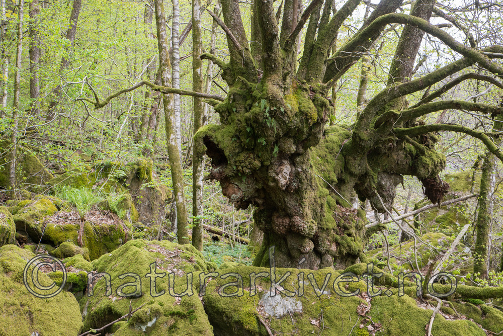 SIG_3678 / Tilia cordata / Lind