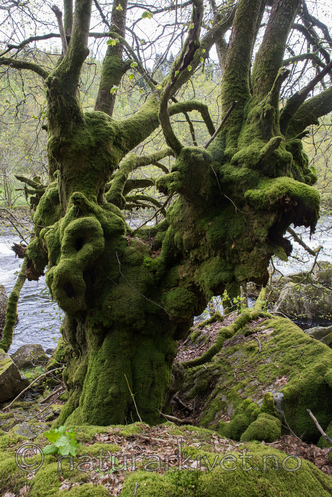 SIG_3679 / Tilia cordata / Lind
