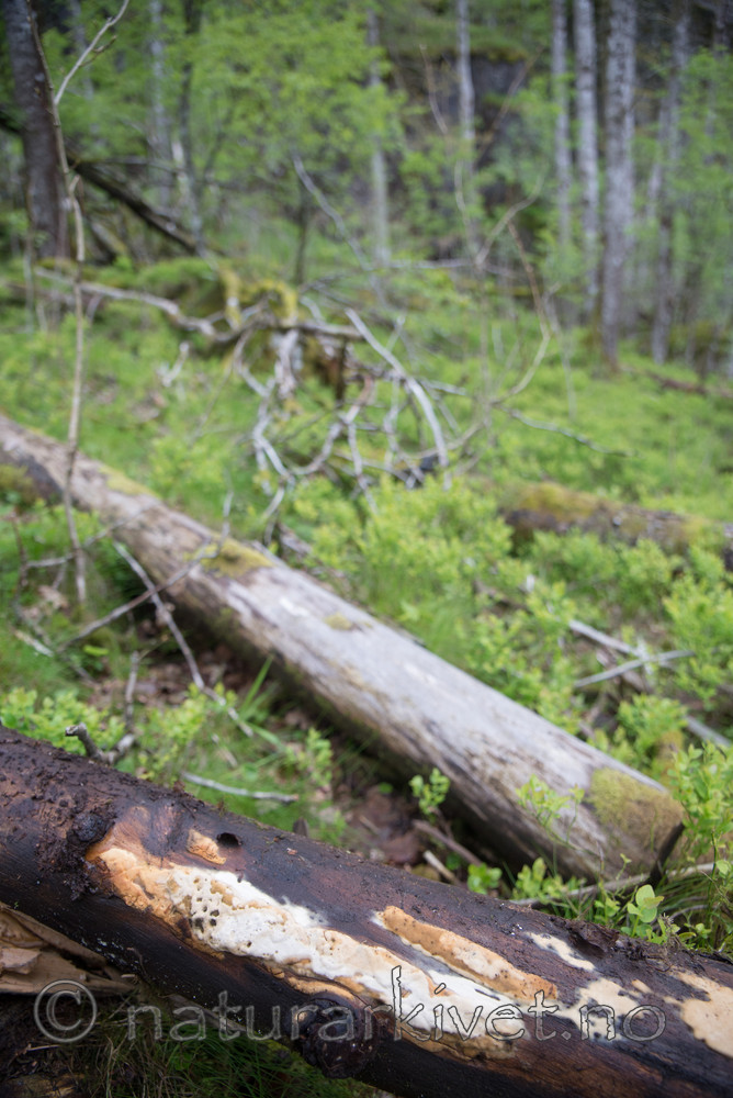 SIG_3892 / Antrodia pulvinascens / Ospehvitkjuke