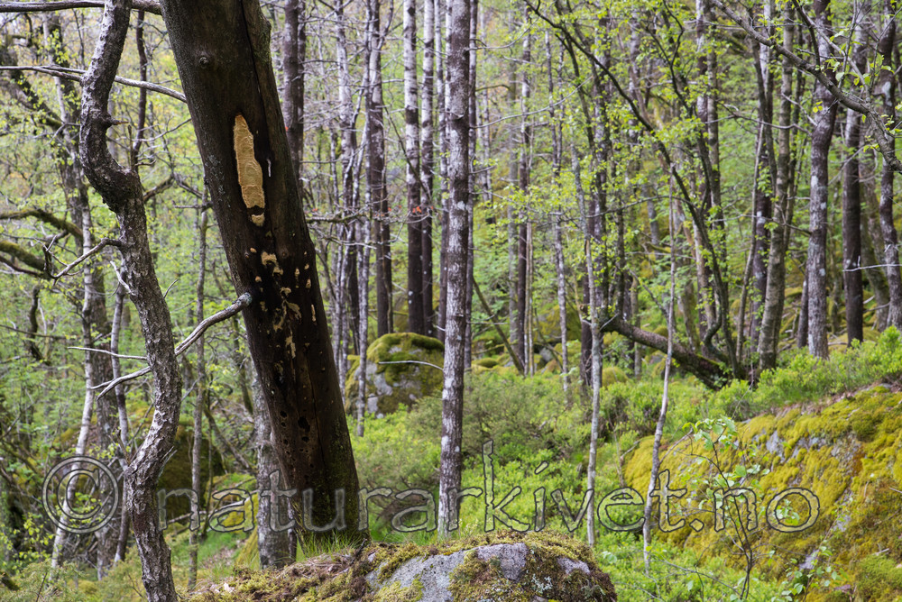 SIG_3899 / Antrodia pulvinascens / Ospehvitkjuke