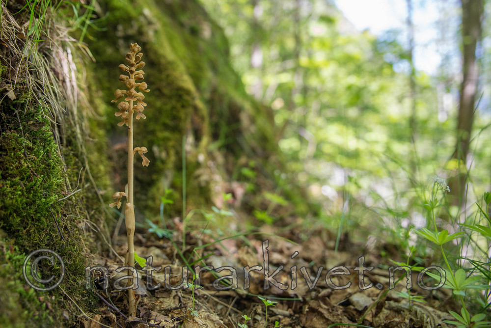 SIG_3950 / Neottia nidus-avis / Fuglereir