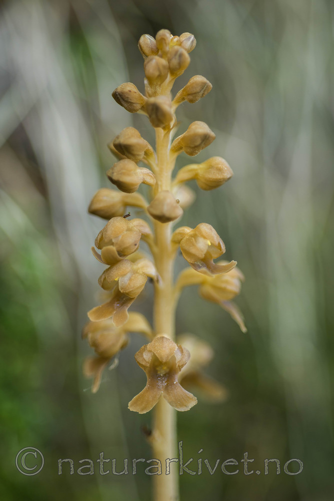 SIG_3953 / Neottia nidus-avis / Fuglereir