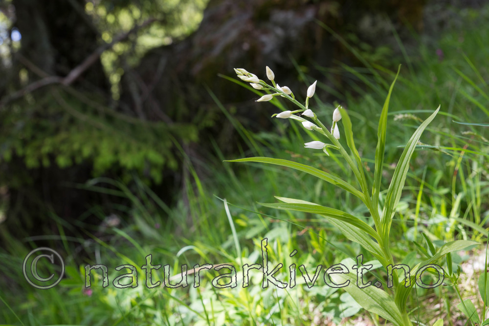 SIG_4007 / Cephalanthera longifolia / Hvit skogfrue