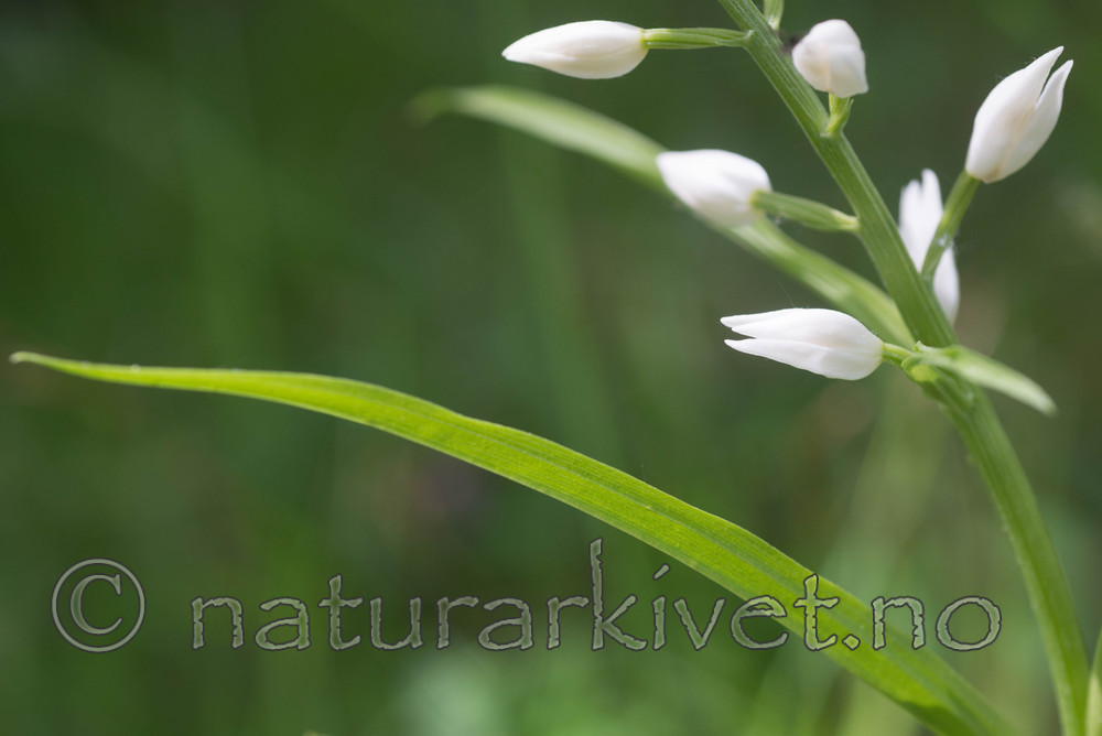 SIG_4010 / Cephalanthera longifolia / Hvit skogfrue