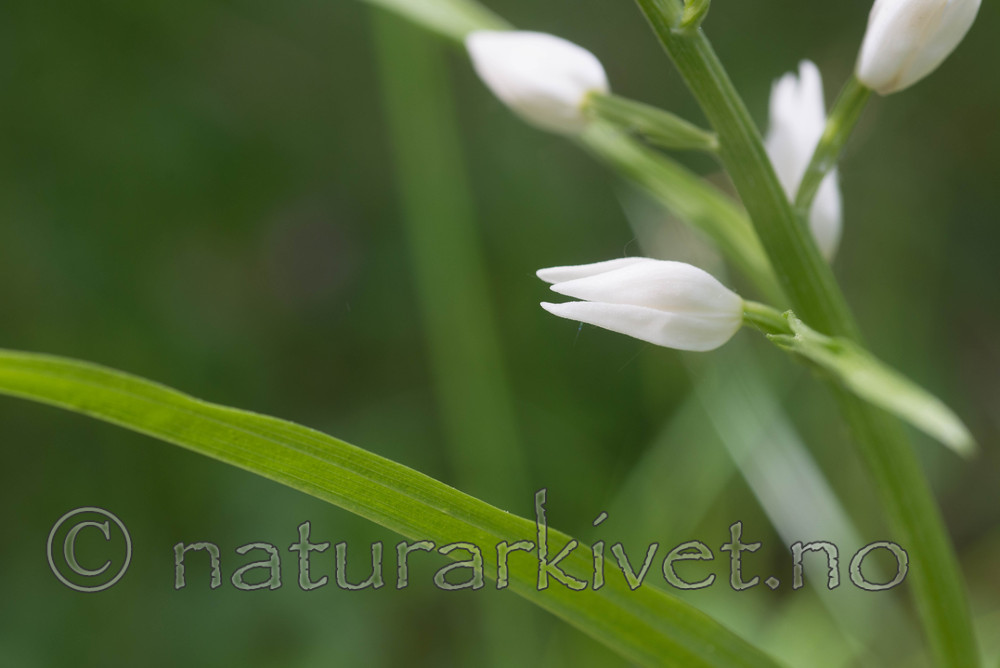 SIG_4021 / Cephalanthera longifolia / Hvit skogfrue