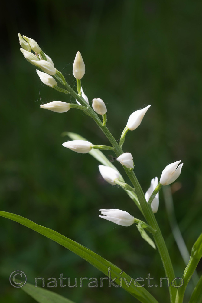 SIG_4036 / Cephalanthera longifolia / Hvit skogfrue