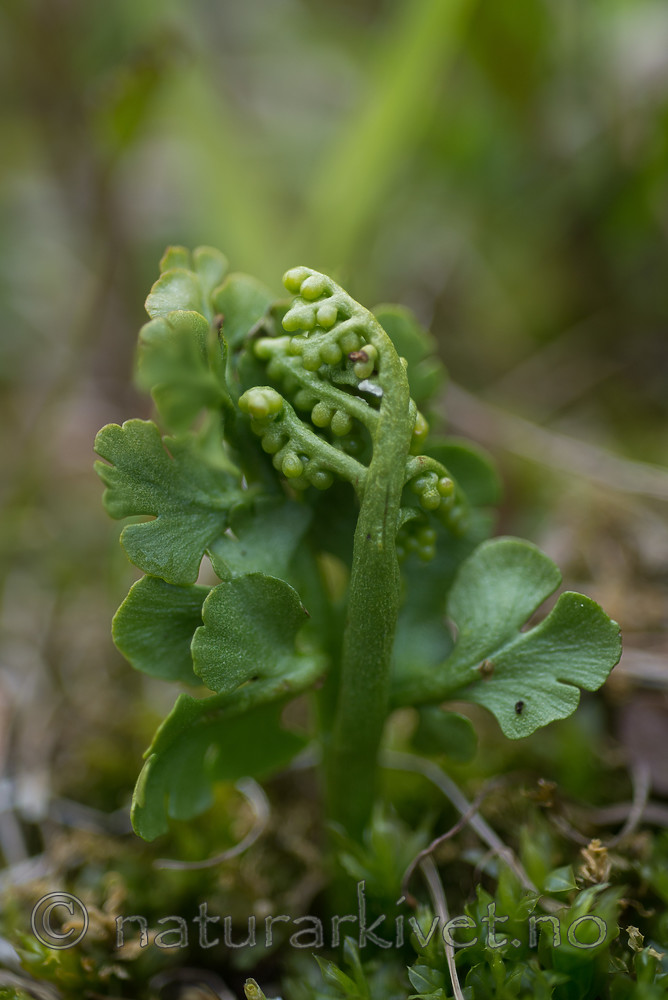 SIG_4102 / Botrychium lunaria / Marinøkkel