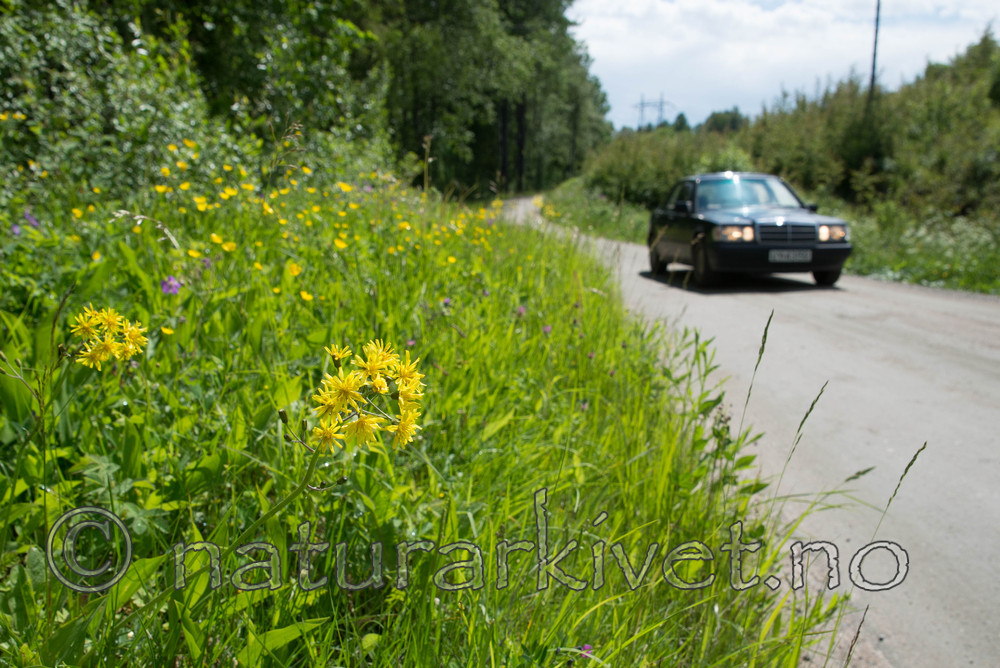 SIG_4119 / Crepis praemorsa / Enghaukeskjegg