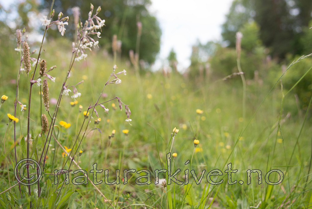 SIG_4127 / Silene nutans / Nikkesmelle