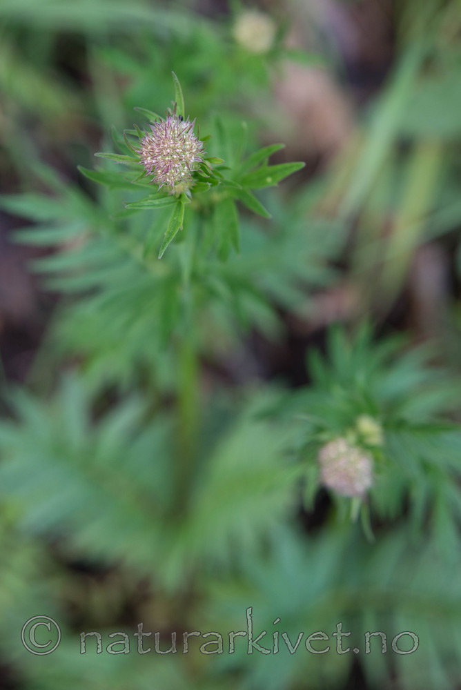 SIG_4145 / Valeriana officinalis / Legevendelrot