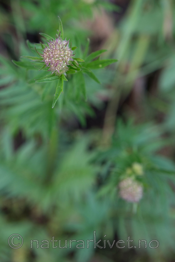 SIG_4156 / Valeriana officinalis / Legevendelrot