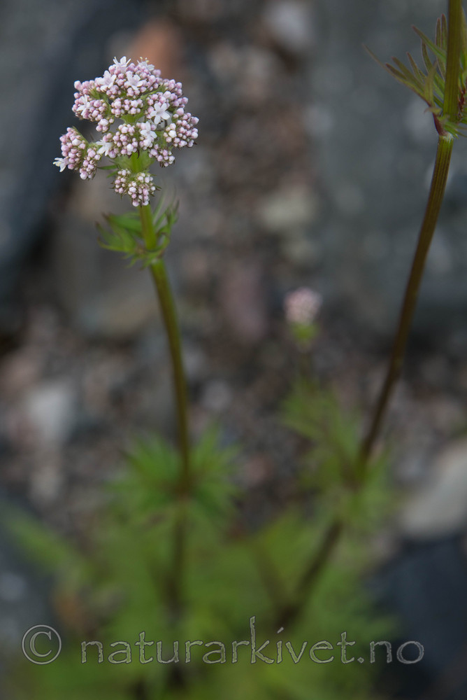 SIG_4165 / Valeriana officinalis / Legevendelrot