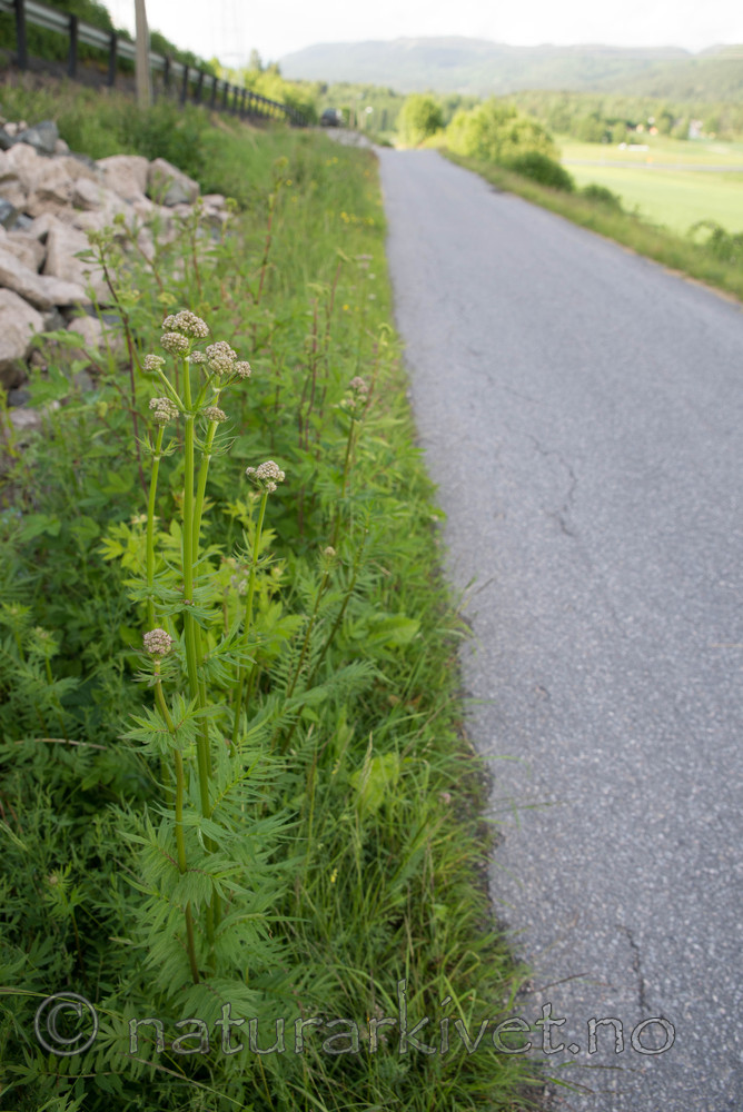 SIG_4177 / Valeriana officinalis / Legevendelrot