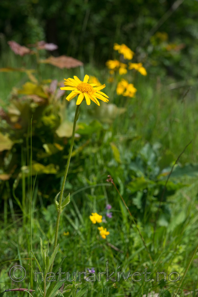 SIG_4188 / Arnica montana / Solblom