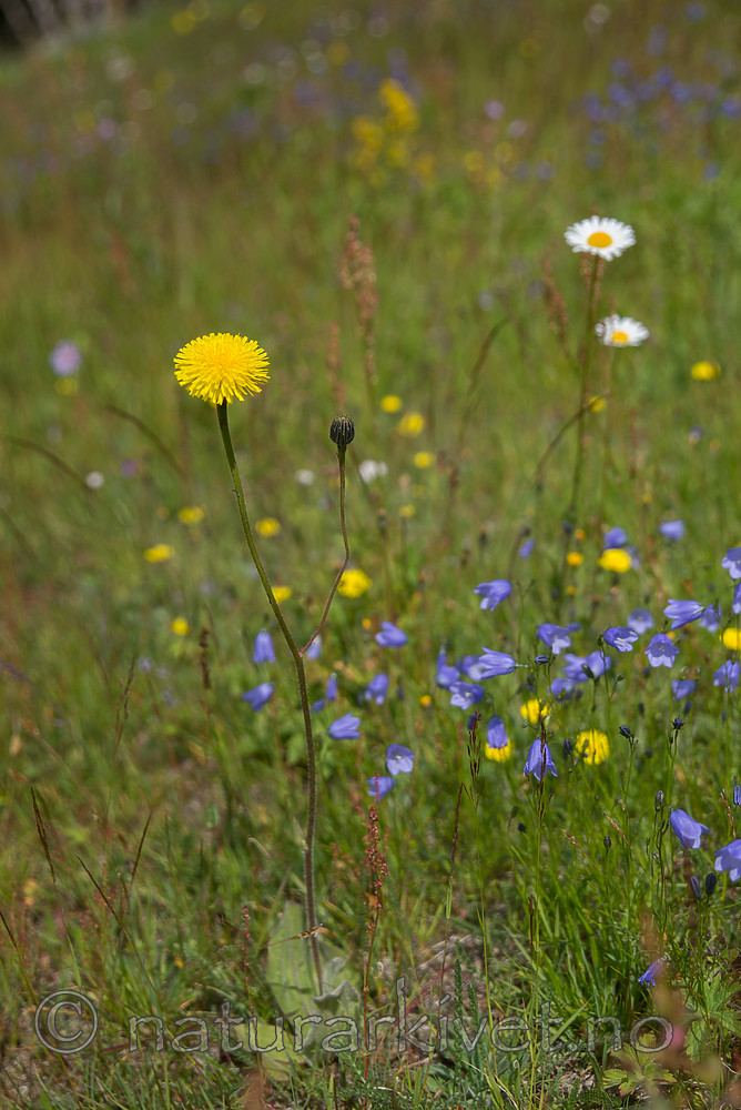 SIG_4237 / Hypochaeris maculata / Flekkgrisøre