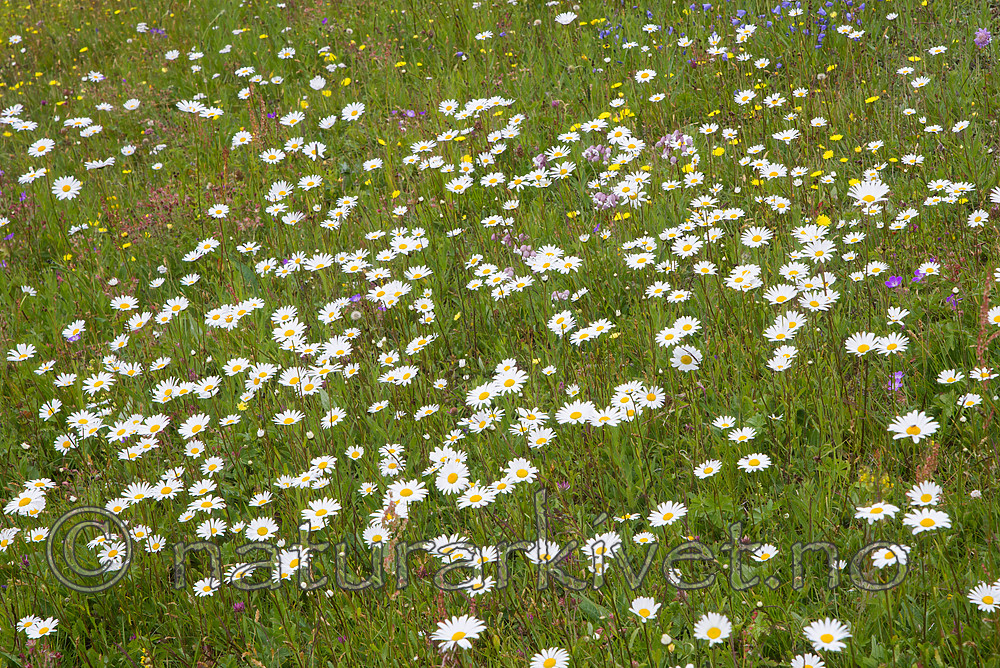 SIG_4252 / Leucanthemum vulgare / Prestekrage