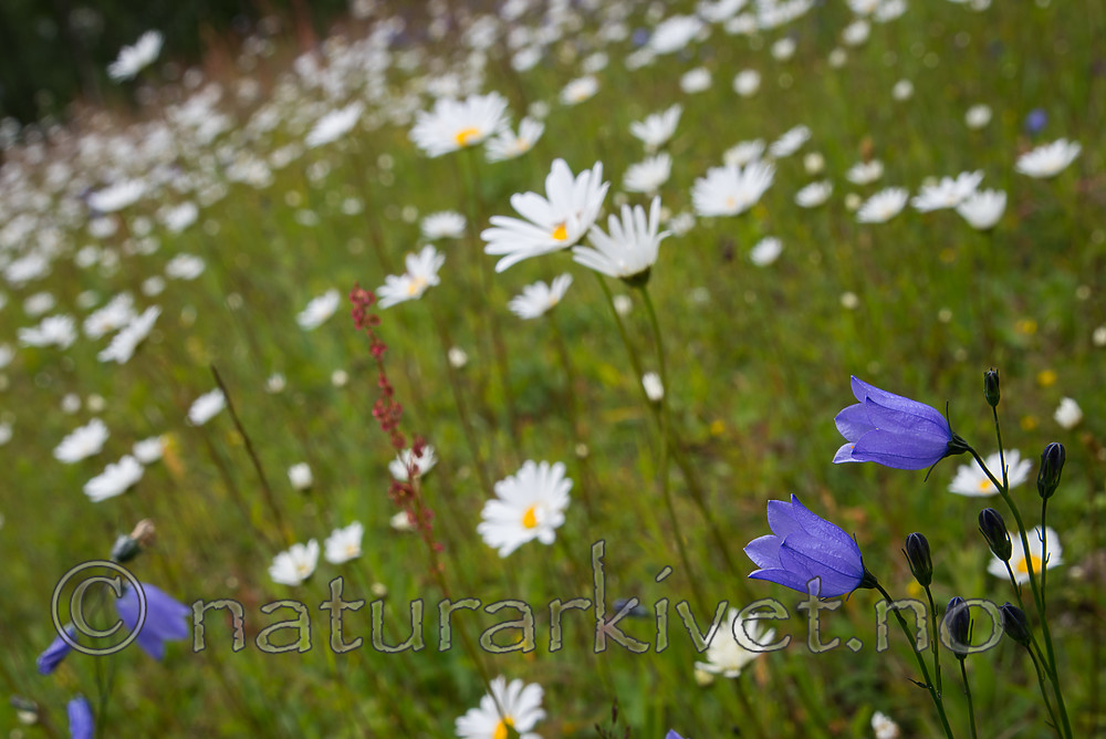 SIG_4298 / Campanula rotundifolia / Blåklokke <br /> Leucanthemum vulgare / Prestekrage