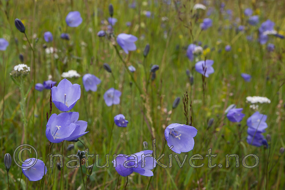 SIG_4302 / Campanula rotundifolia / Blåklokke