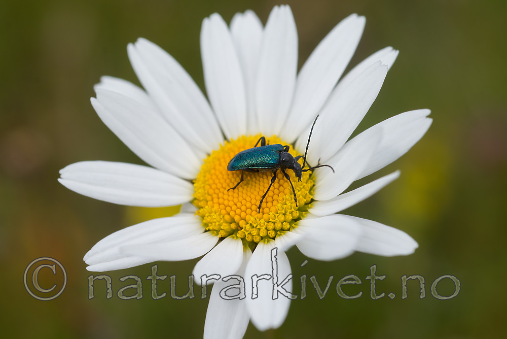 SIG_4346 / Leucanthemum vulgare / Prestekrage
