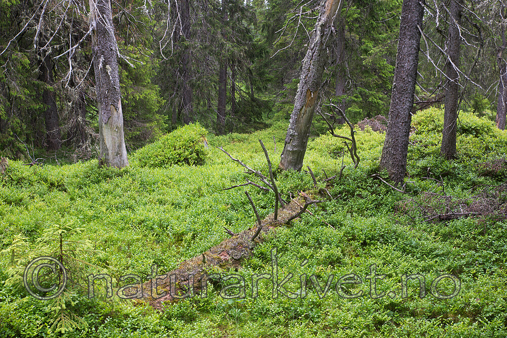 SIG_4374