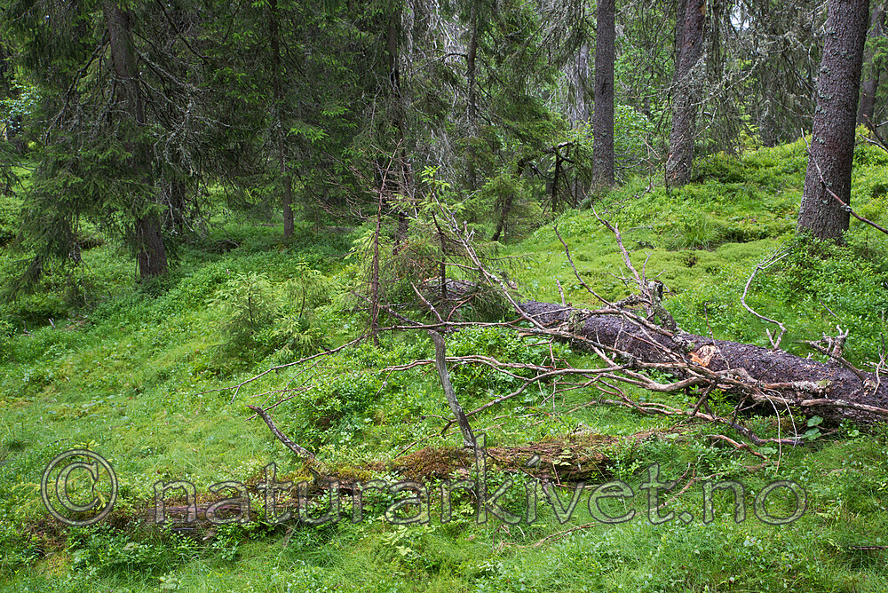 SIG_4384