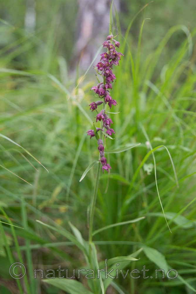 SIG_4586 / Epipactis atrorubens / Rødflangre