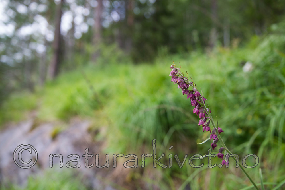 SIG_4594 / Epipactis atrorubens / Rødflangre