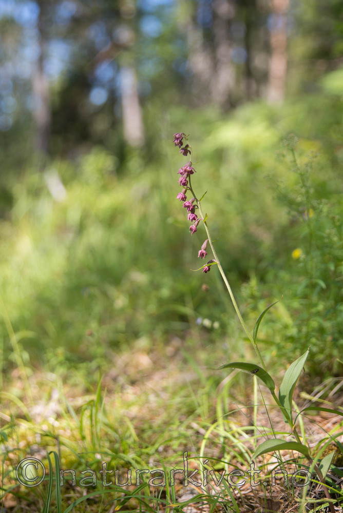 SIG_4618 / Epipactis atrorubens / Rødflangre