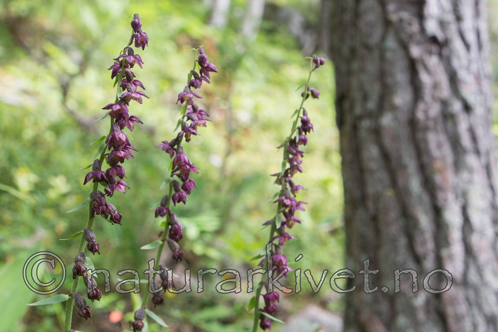 SIG_4639 / Epipactis atrorubens / Rødflangre