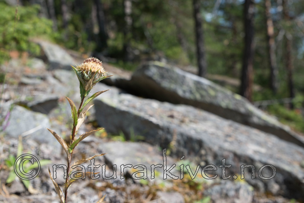 SIG_4703 / Carlina vulgaris / Stjernetistel
