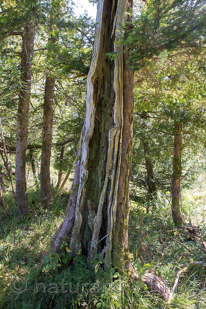 SIG_4823 / Taxus baccata / Barlind