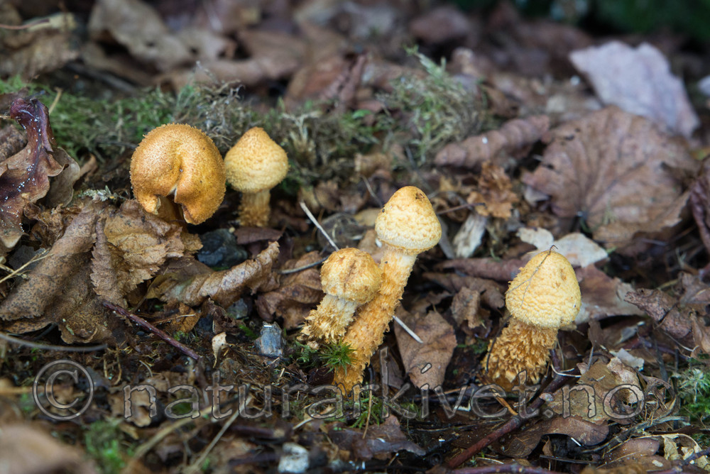 SIG_4839 / Cortinarius humicola / Gullskjellet slørsopp
