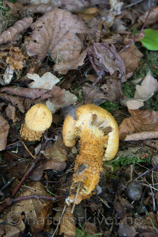 SIG_4843 / Cortinarius humicola / Gullskjellet slørsopp